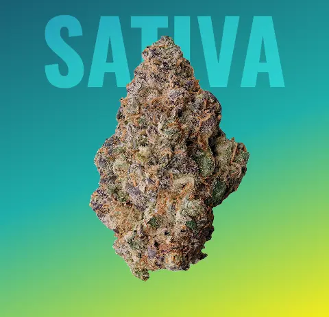 Buy Feminized Auto-feminized & Regular Cannabis Seeds Online