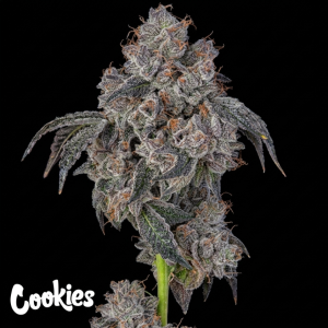 Buy Blueberry Cherries Seeds Online