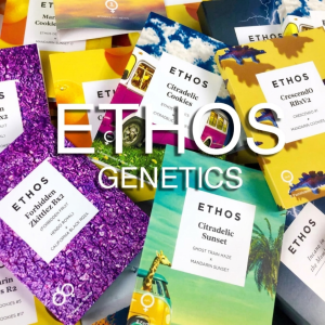 Buy All The Sauces R1 from Ethos Genetics Feminized Seeds Online