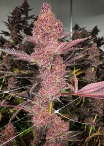 Relentless Genetics Seeds for Sale in Europe