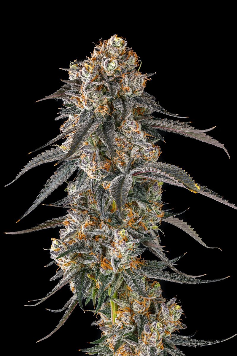 Solazo feminized seeds for sale online in Europe