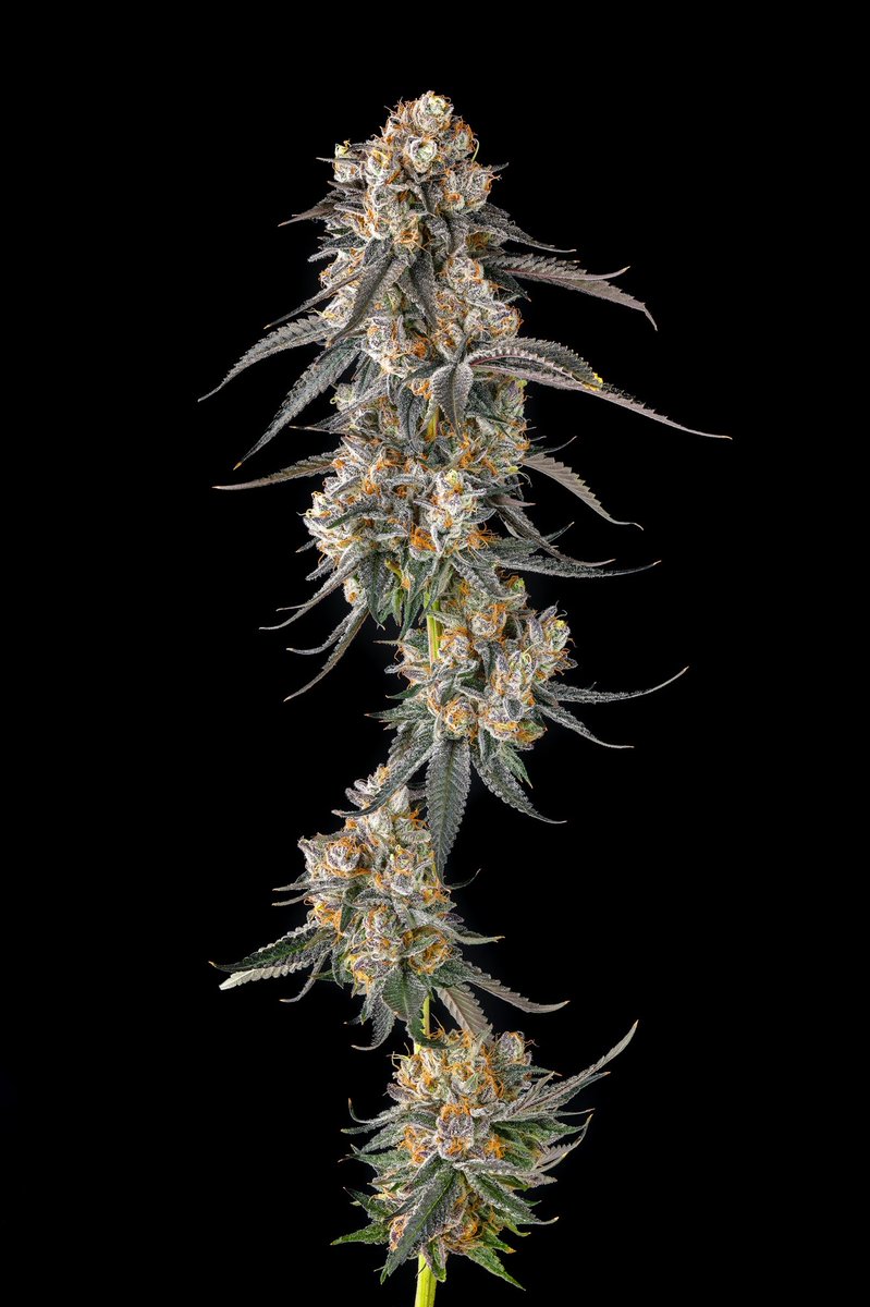 Solazo feminized seeds for sale online in Europe