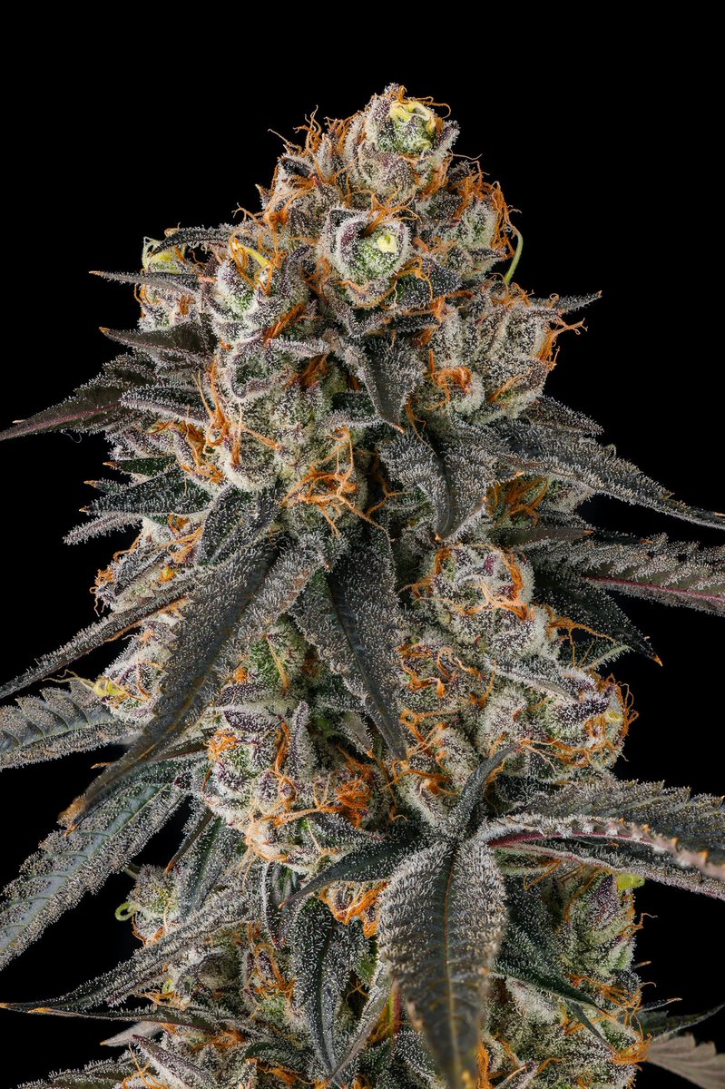 Solazo feminized seeds for sale online in Europe