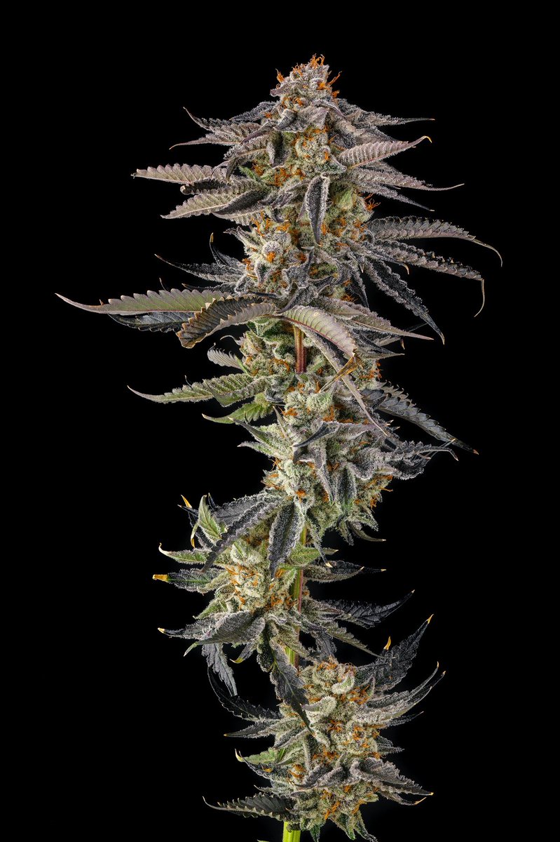 LA Llorona feminized seeds for sale online in Europe