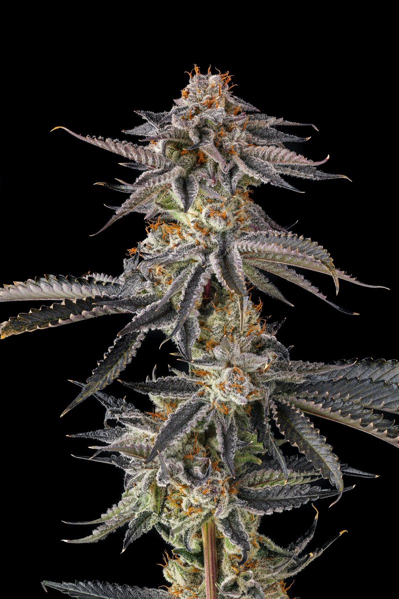 LA Llorona from Compound Genetics feminized seeds - Image 2