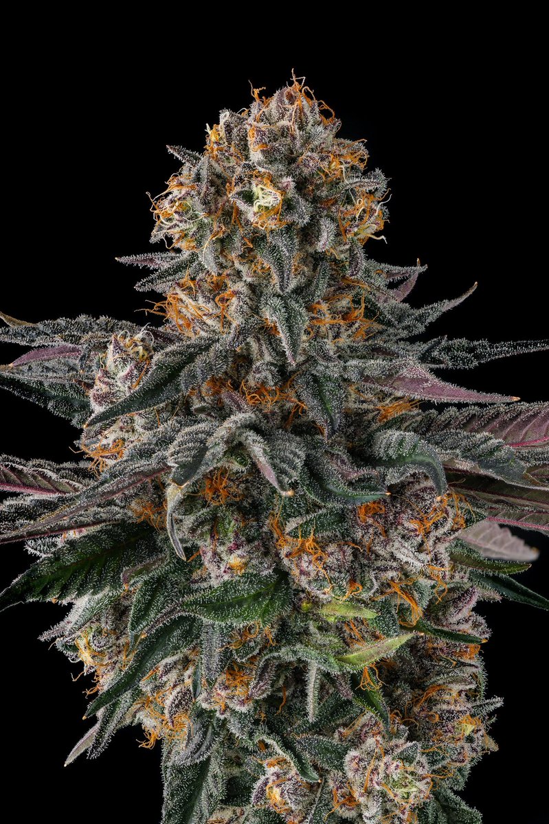 Orange Moon from Compound Genetics feminized seeds - Image 3