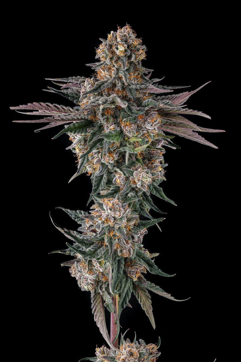 Orange Moon from Compound Genetics feminized seeds - Image 4