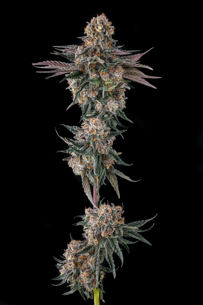 Orange Moon Feminized Seeds for Sale Online in Europe
