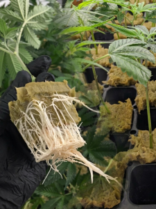 How Cannabis Seeds Grow: Complete Beginner Guide
