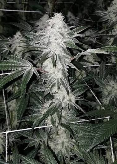 Wedding Cake F2 x Kush Mints #11 Seeds By Seed Junky Genetics