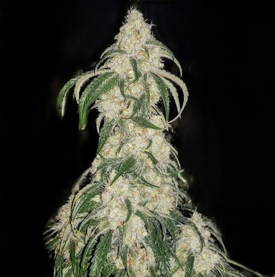 Ethos Genetics Cannabis Seeds Collection at French Cali Seeds