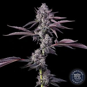 Apples N Bananas cannabis seeds for sale