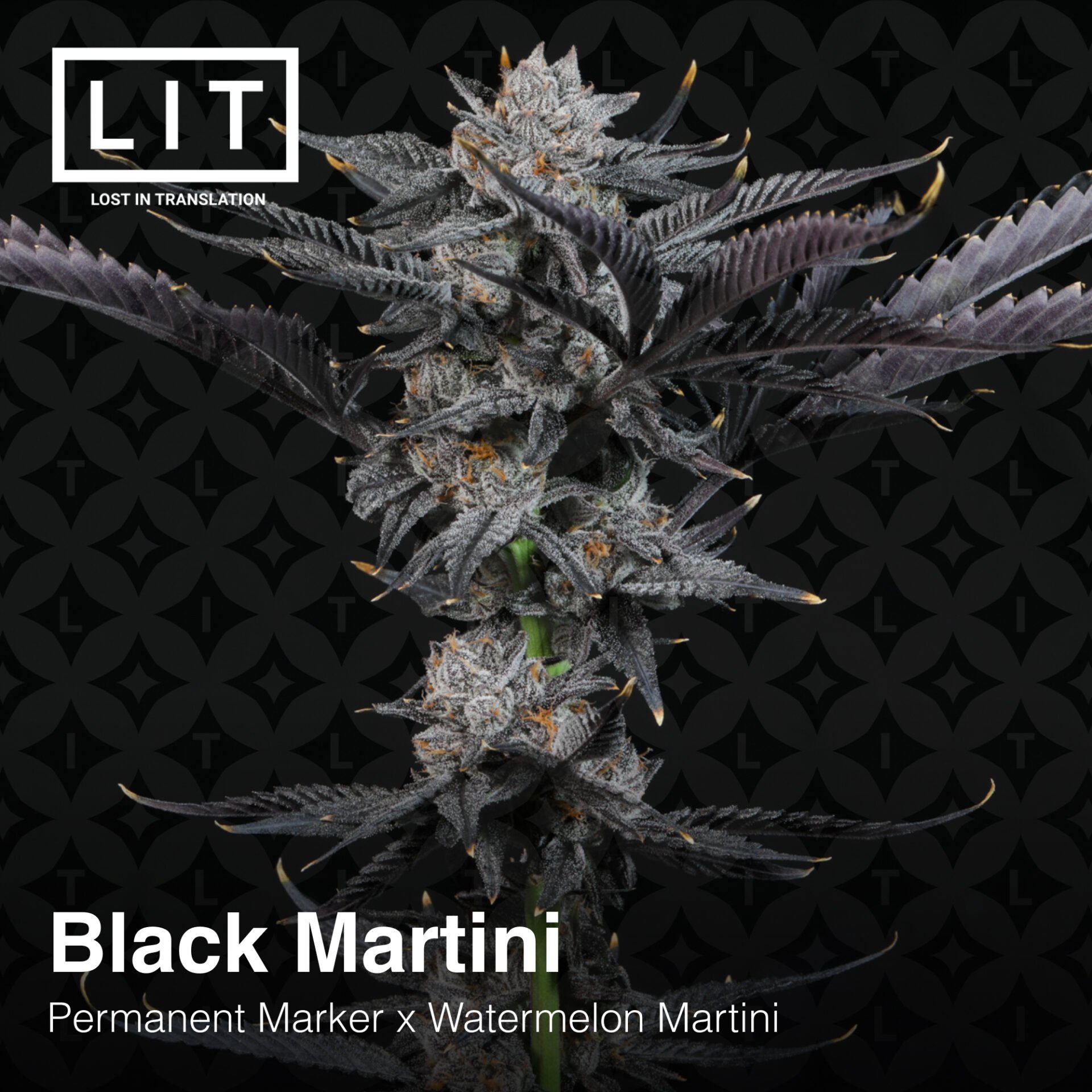 Black Martini from LIT Farms Feminized Seeds