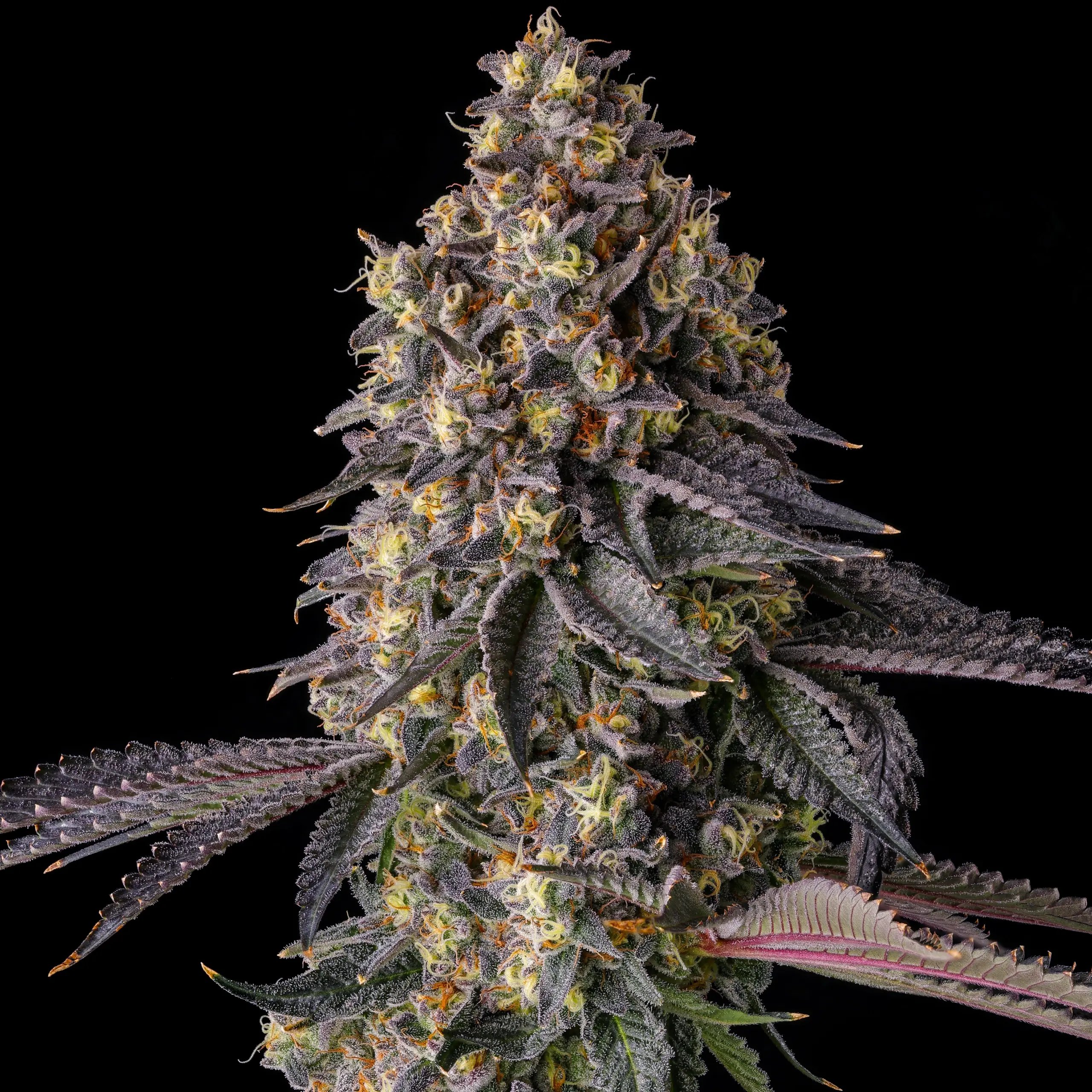 Kumamotoz from Compound Genetics feminized Seeds