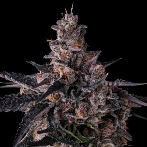 Lemon Cherry Pavè from Compound Genetics feminized Seeds