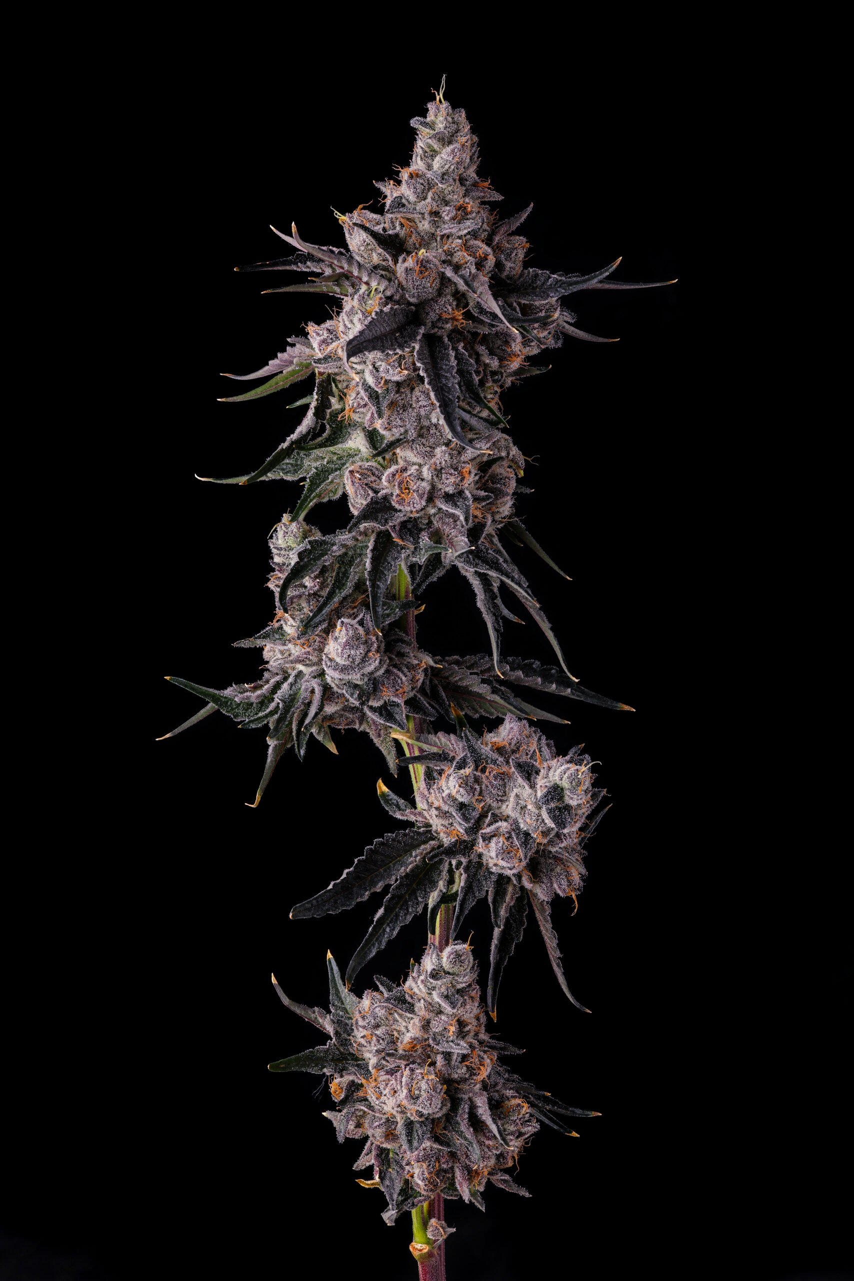 Lemon Cherry Pavè from Compound Genetics feminized Seeds - Image 2