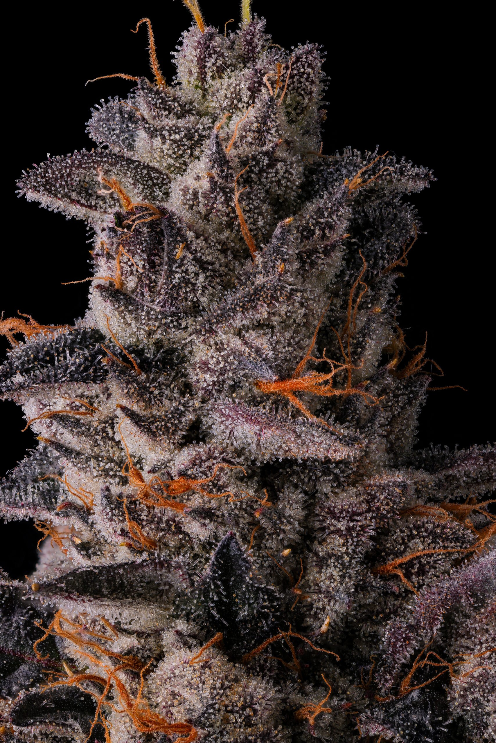 Lemon Cherry Pavè from Compound Genetics feminized Seeds - Image 3