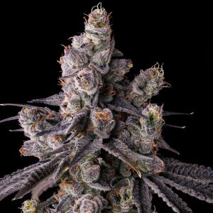 Mora Azul from Compound Genetics feminized Seeds