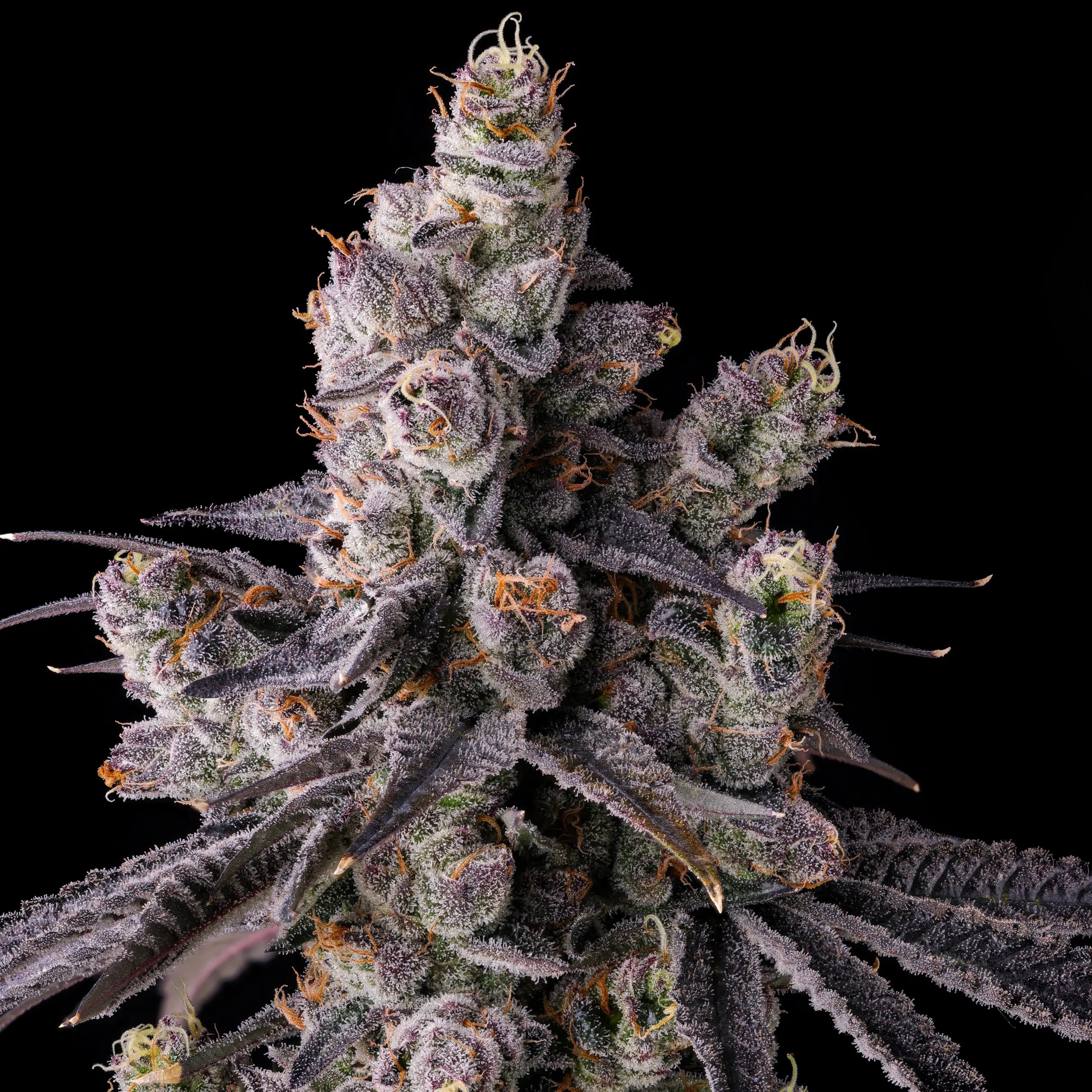 Mora Azul from Compound Genetics feminized Seeds