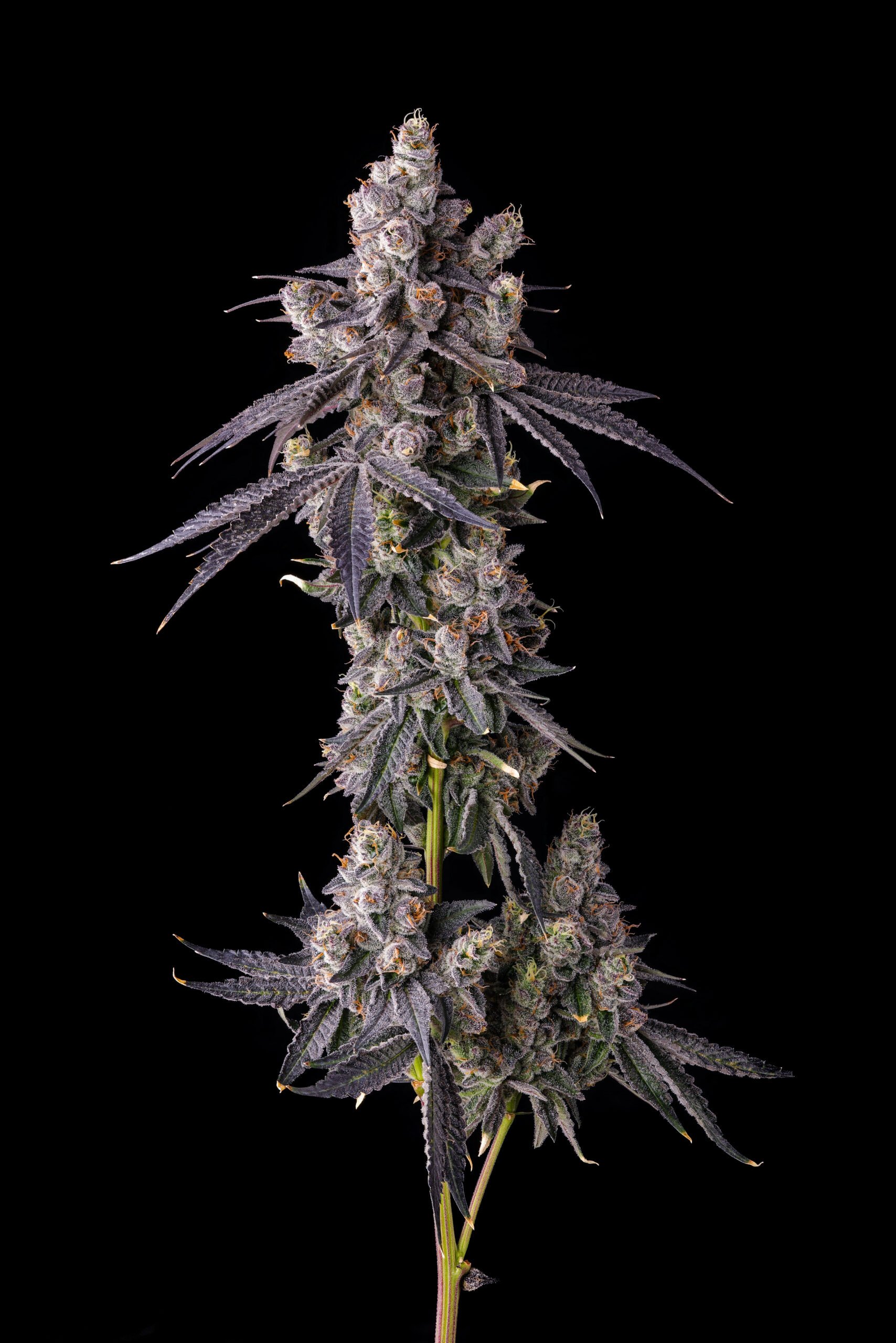 Mora Azul from Compound Genetics feminized Seeds - Image 3