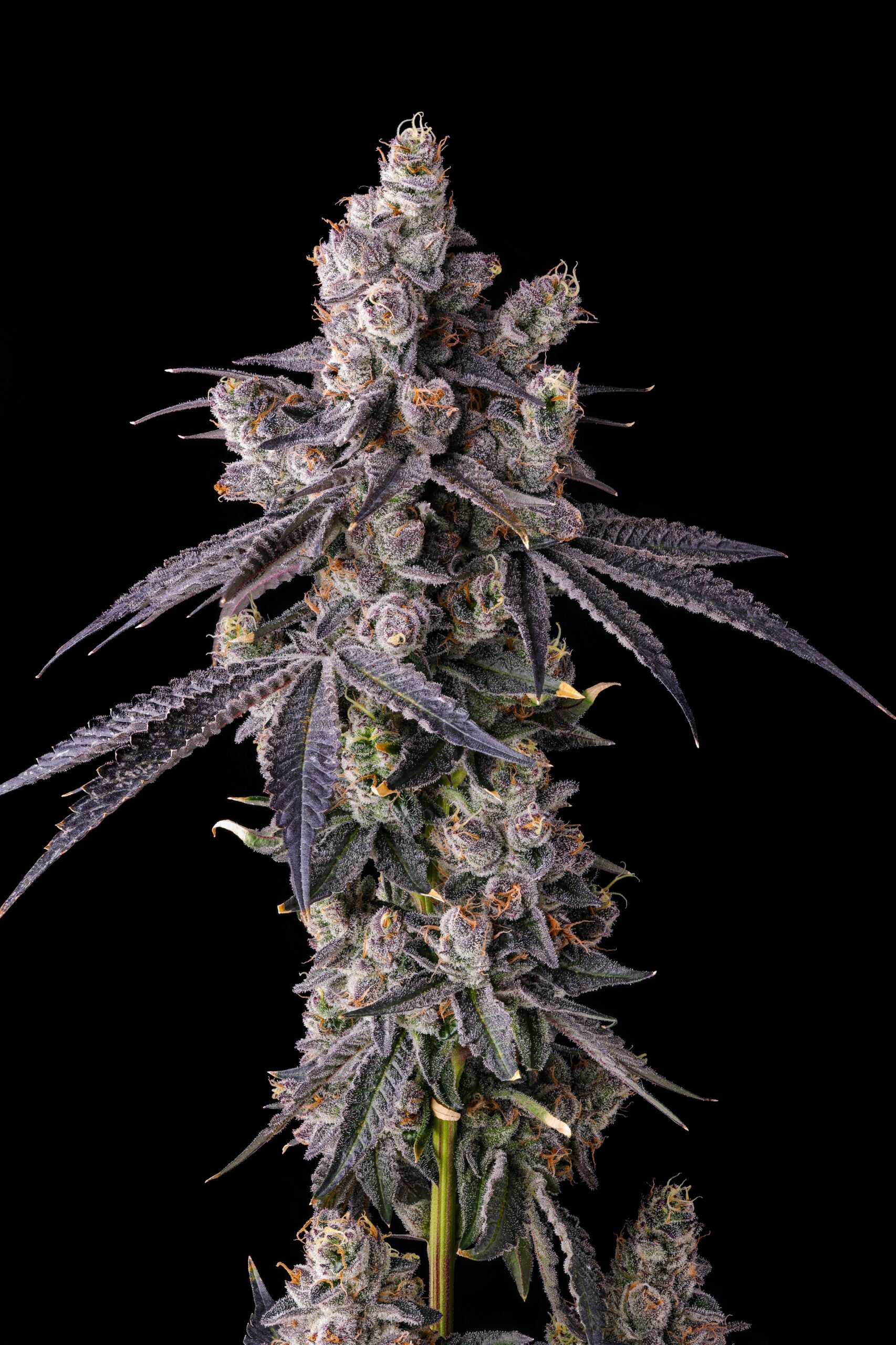 Mora Azul from Compound Genetics feminized Seeds - Image 2