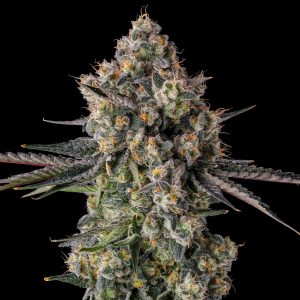 Zhampagne from Compound Genetics feminized Seeds