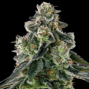 Afters from Compound Genetics feminized Seeds