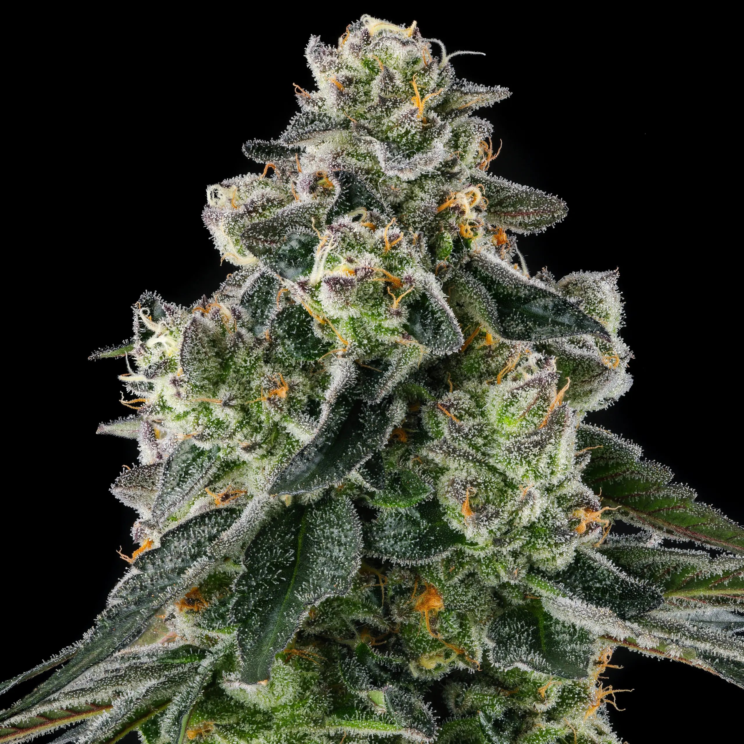 Afters from Compound Genetics feminized Seeds
