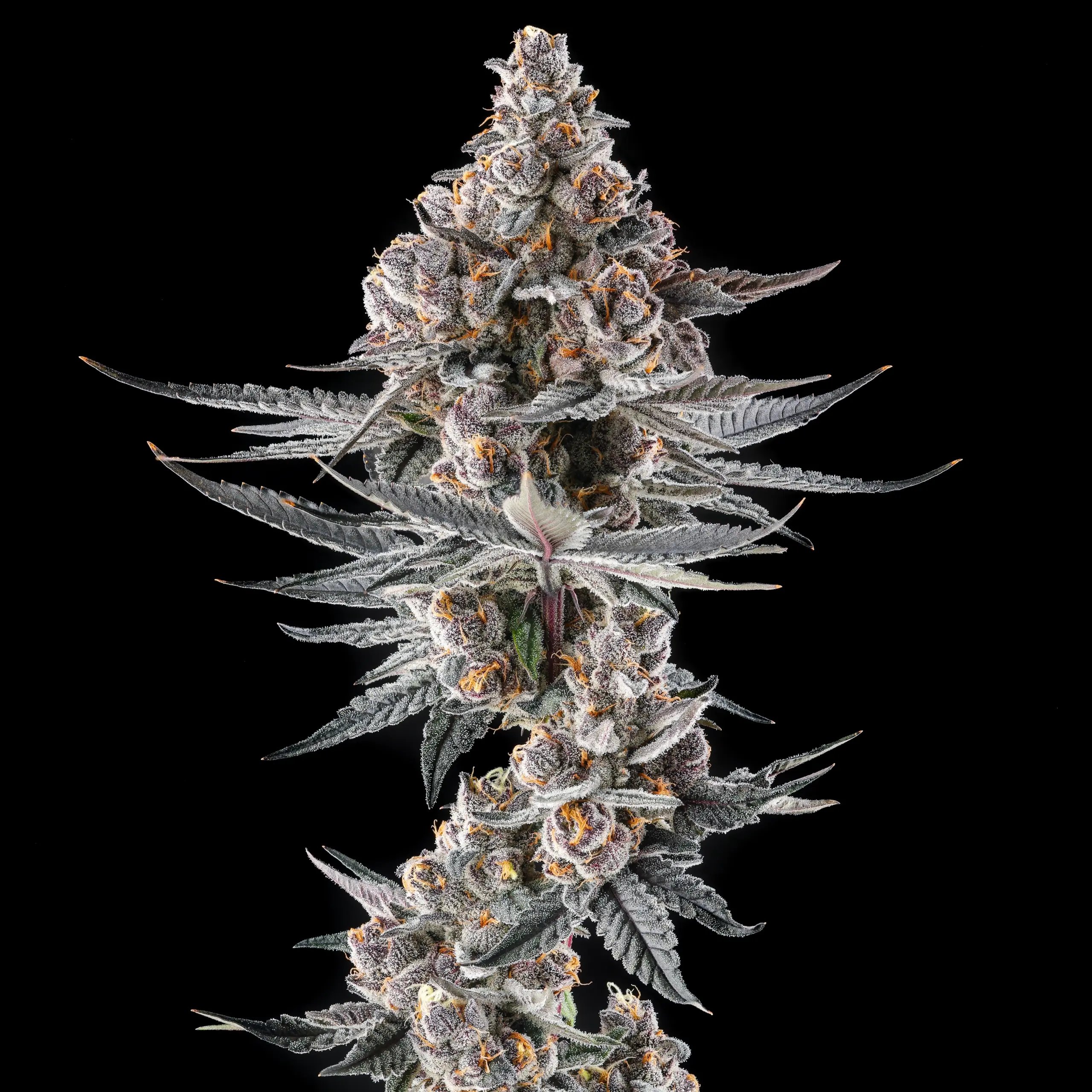 Eye of JAH from Compound Genetics feminized Seeds