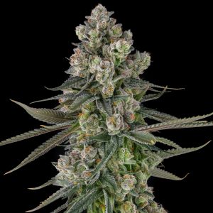 Glue Lotus from Compound Genetics feminized Seeds