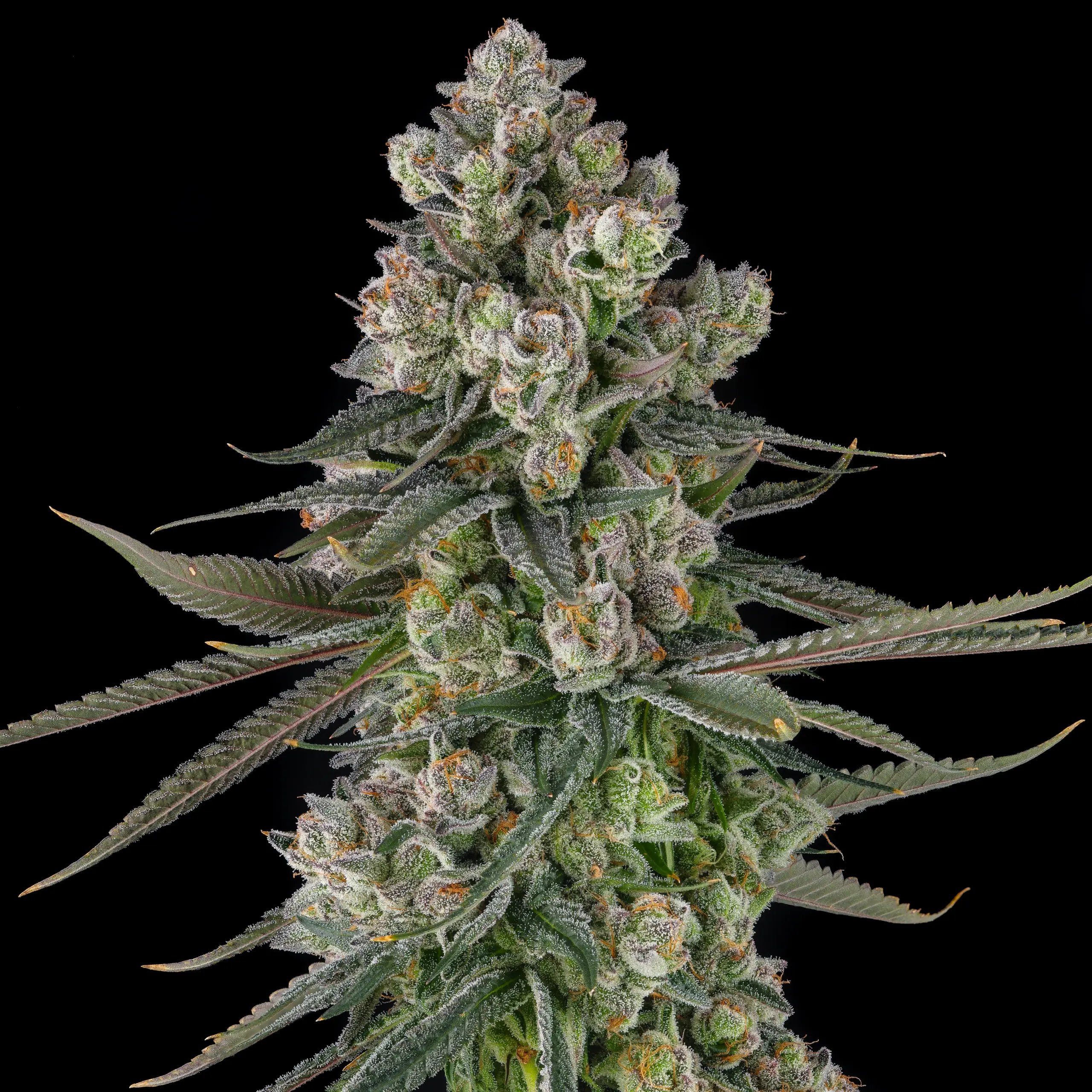 Glue Lotus from Compound Genetics feminized Seeds