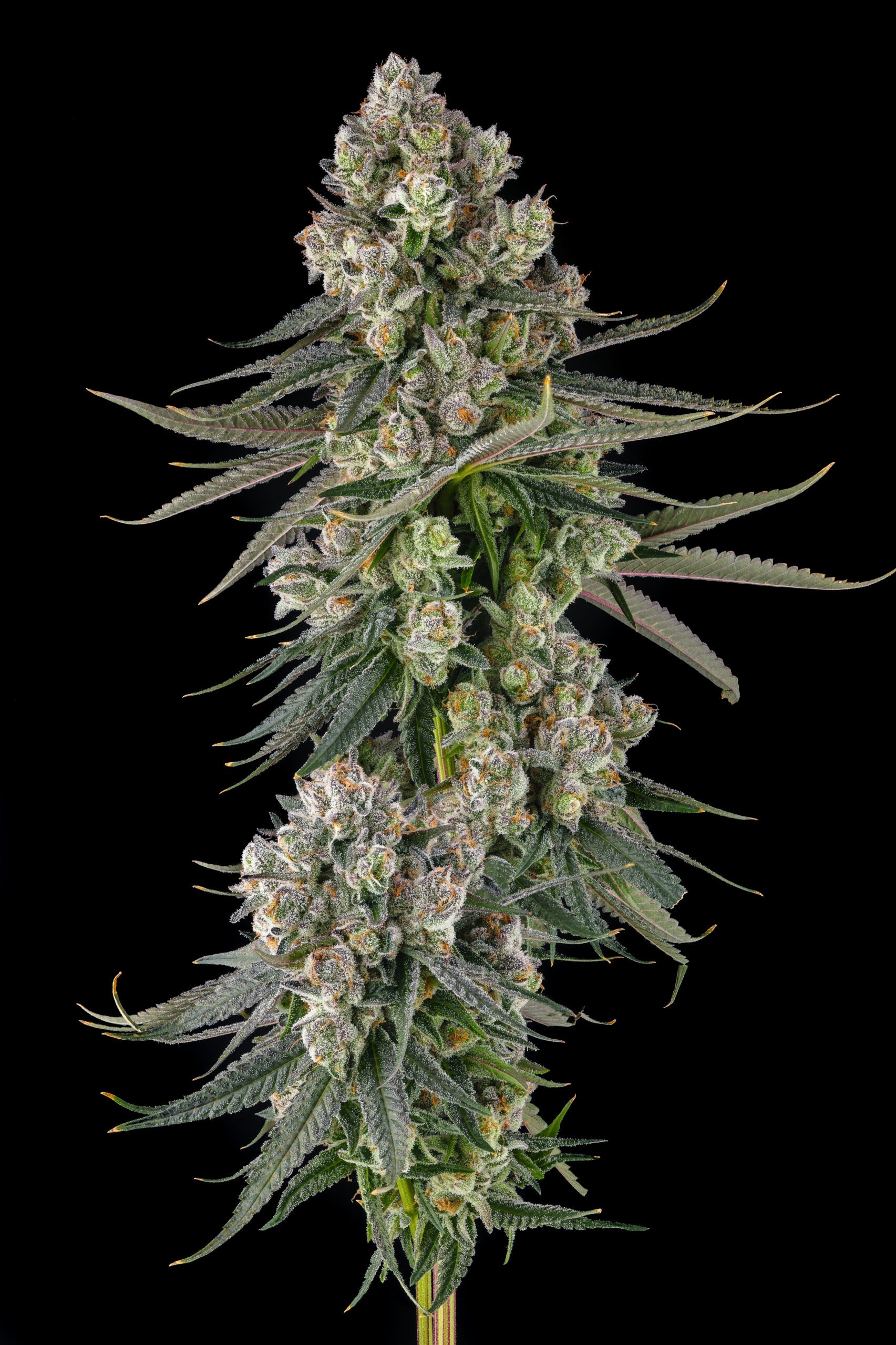 Glue Lotus from Compound Genetics feminized Seeds - Image 2