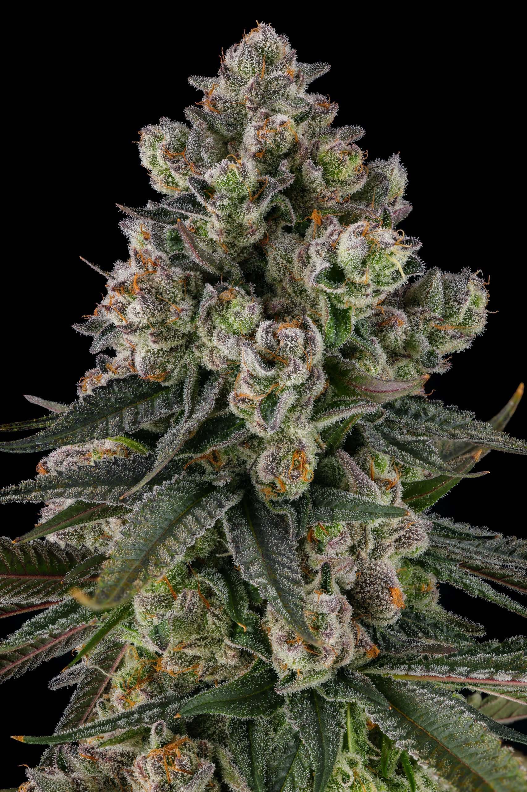 Glue Lotus from Compound Genetics feminized Seeds - Image 3