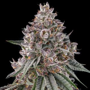 Lemon Chain from Compound Genetics feminized Seeds