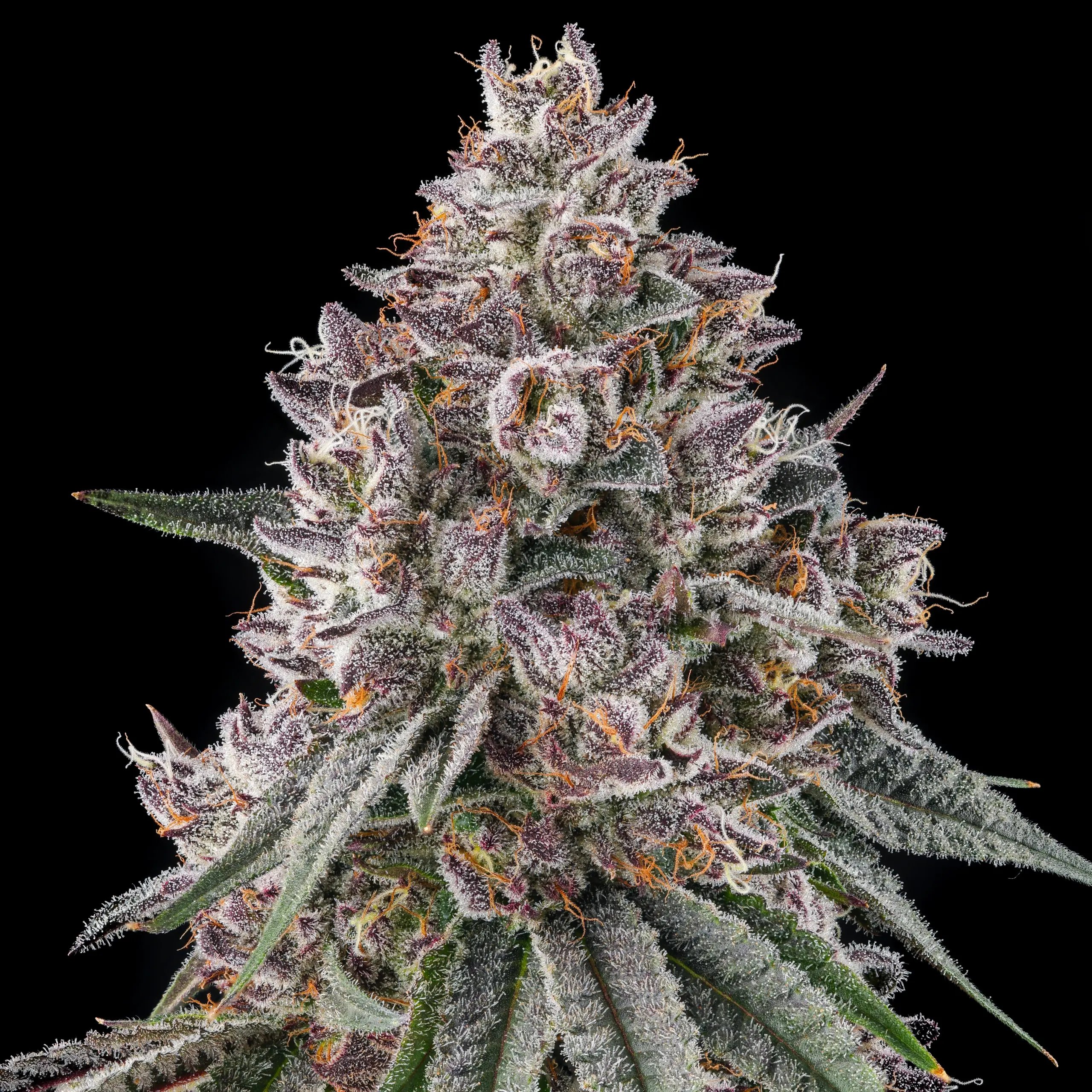 Lemon Chain from Compound Genetics feminized Seeds