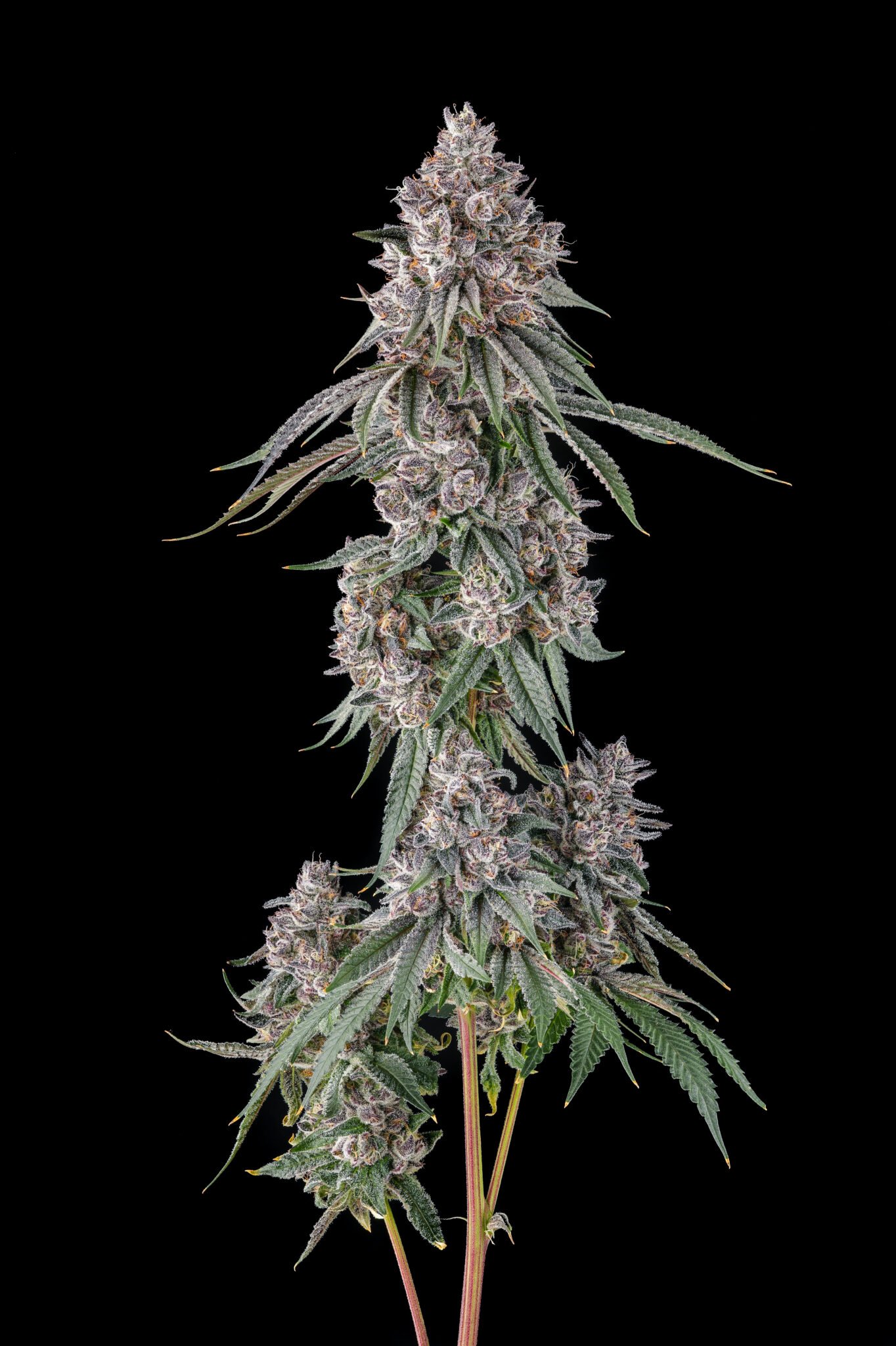 Lemon Chain from Compound Genetics feminized Seeds - Image 2
