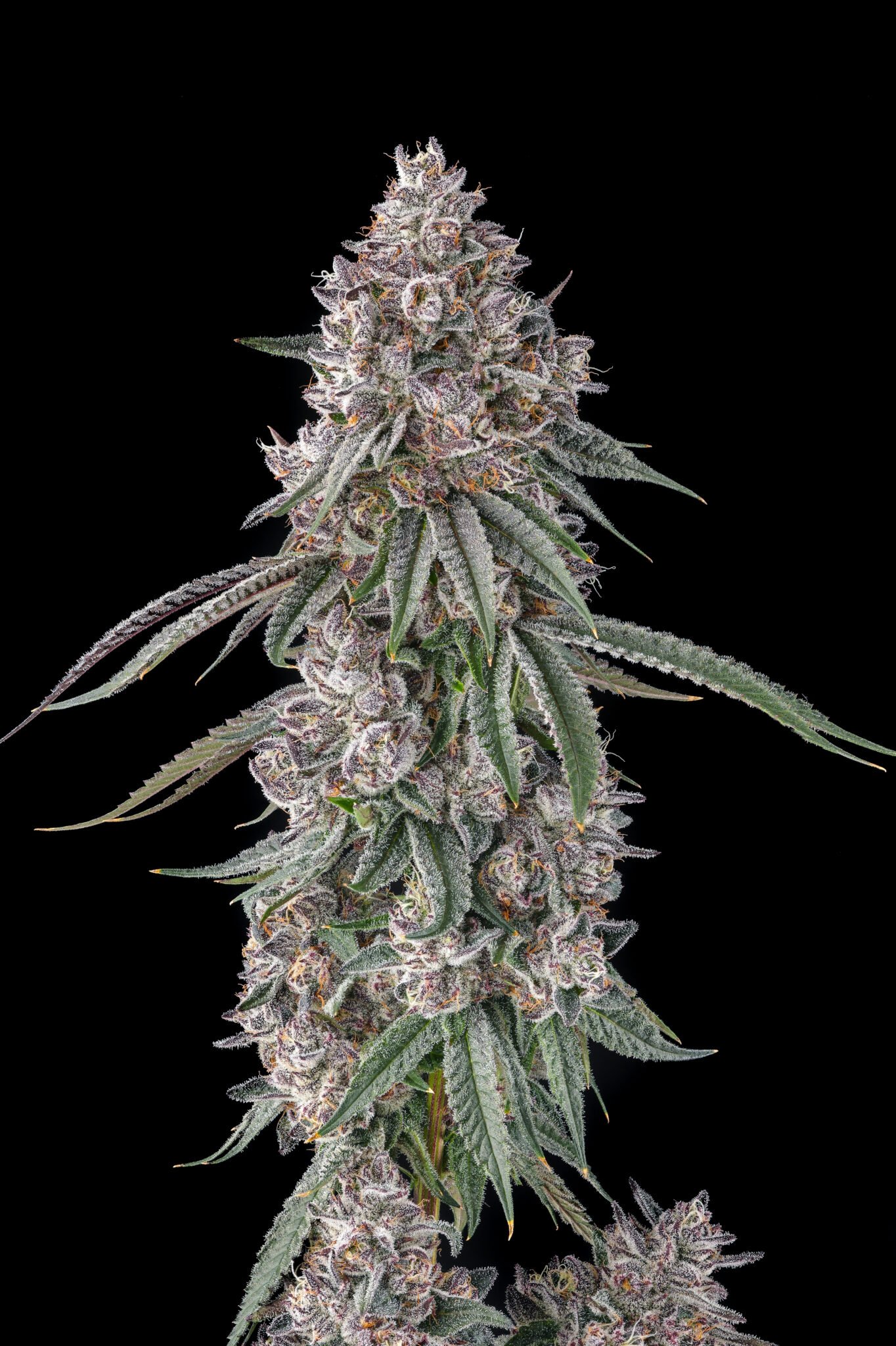 Lemon Chain from Compound Genetics feminized Seeds - Image 3