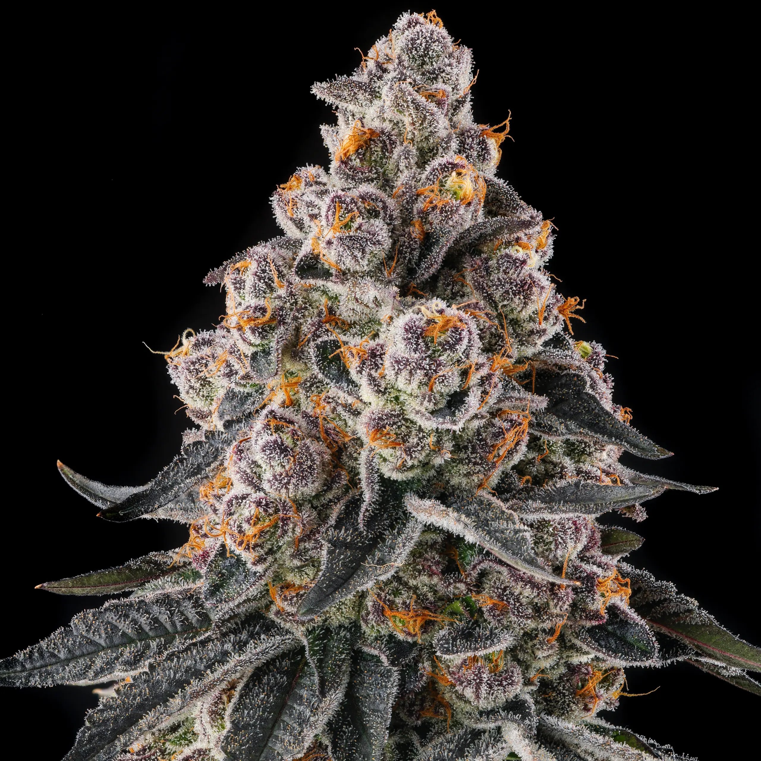 Mailbox Money from Compound Genetics feminized Seeds