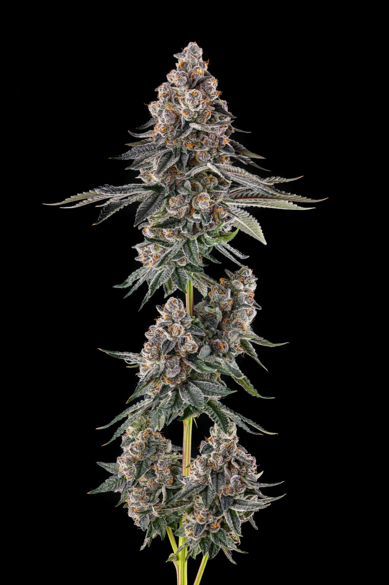 Mailbox Money from Compound Genetics feminized Seeds - Image 2