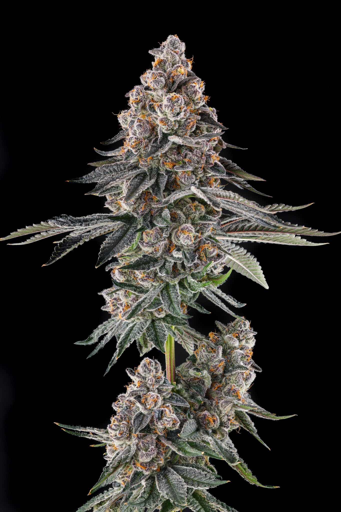 Mailbox Money from Compound Genetics feminized Seeds - Image 3