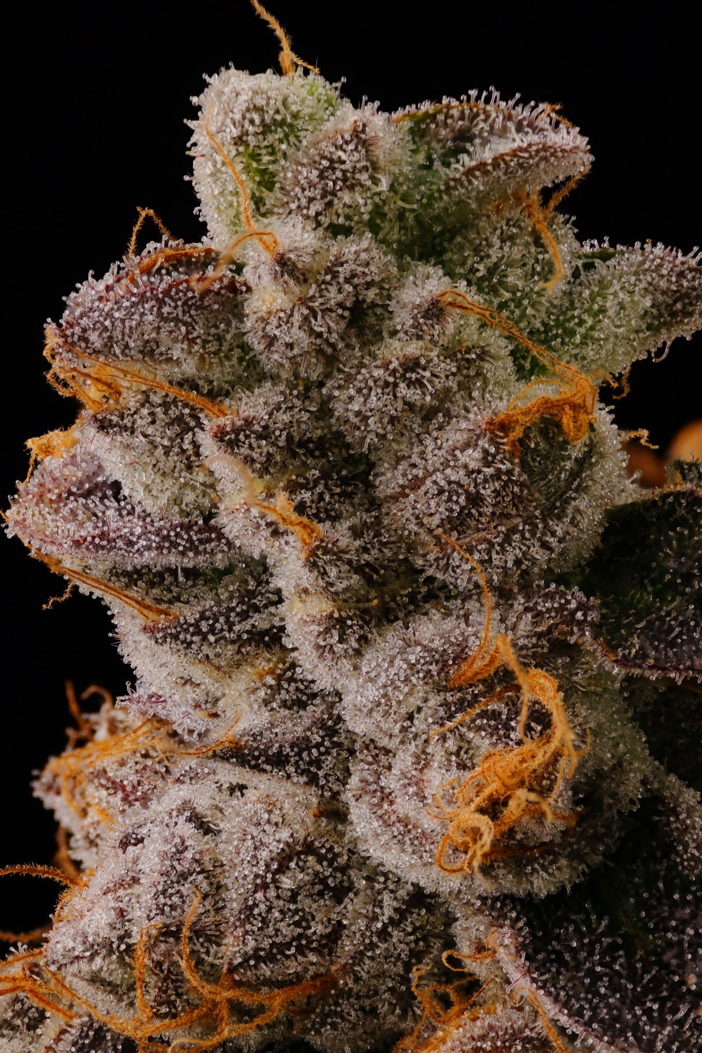 Glu Pop from Seed Junky Genetics feminized Seeds (New Drop) - Image 2