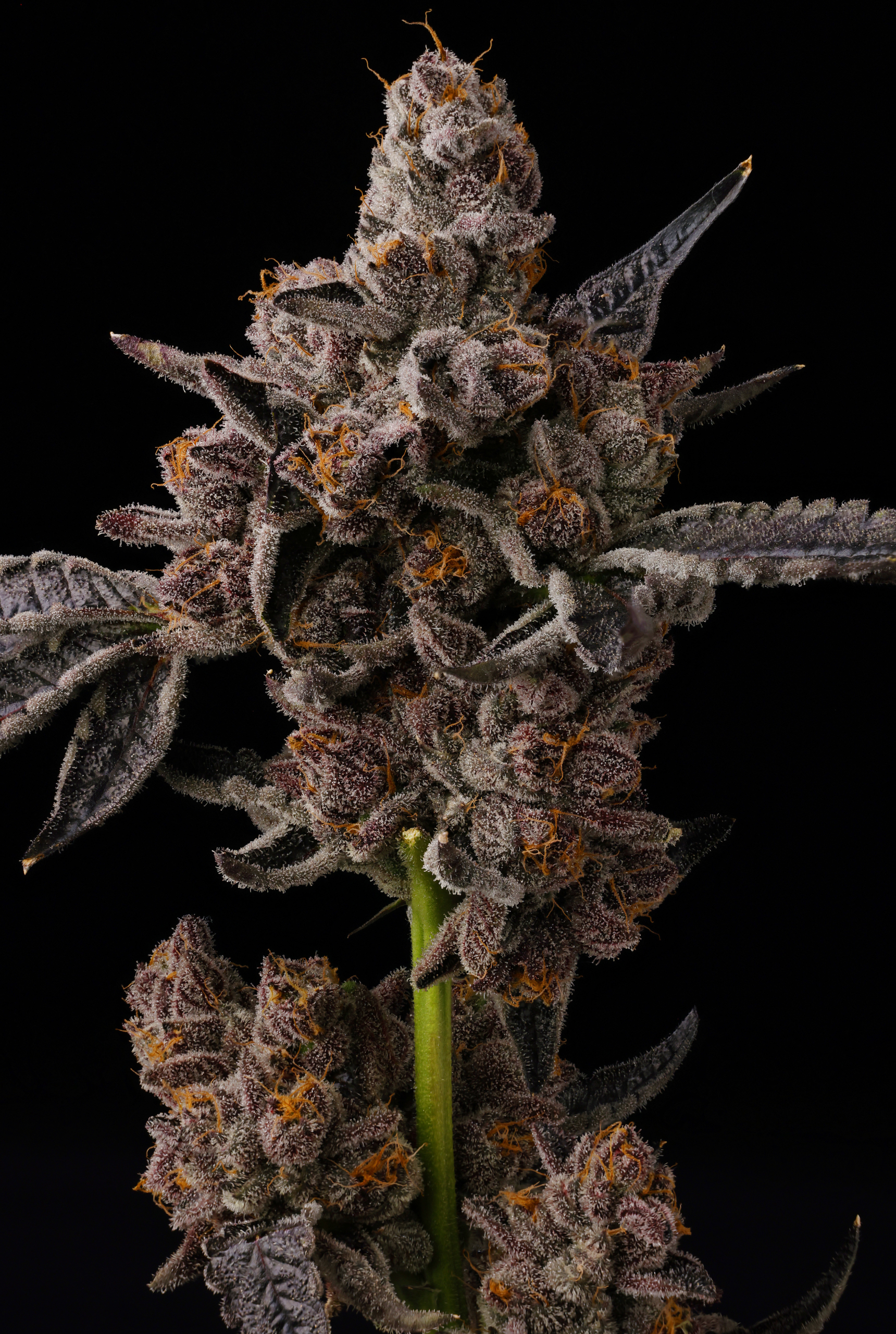 Glu Pop from Seed Junky Genetics feminized Seeds (New Drop) - Image 5
