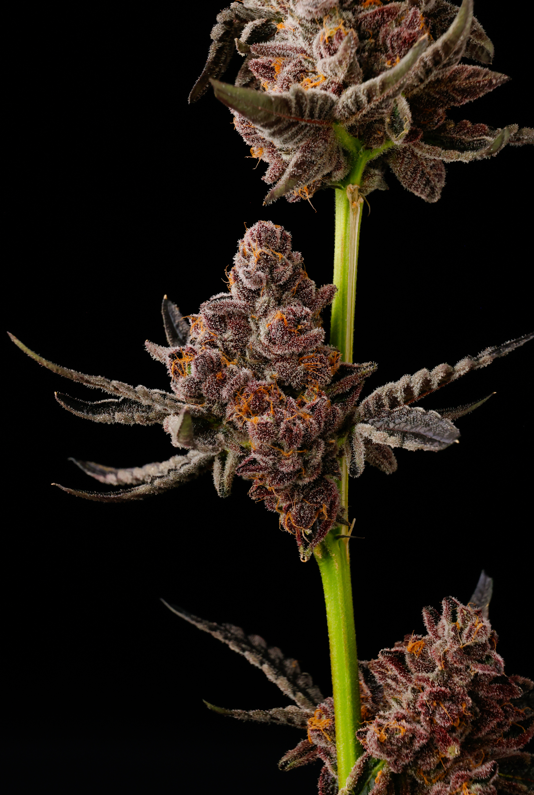 Glu Pop from Seed Junky Genetics feminized Seeds (New Drop) - Image 4