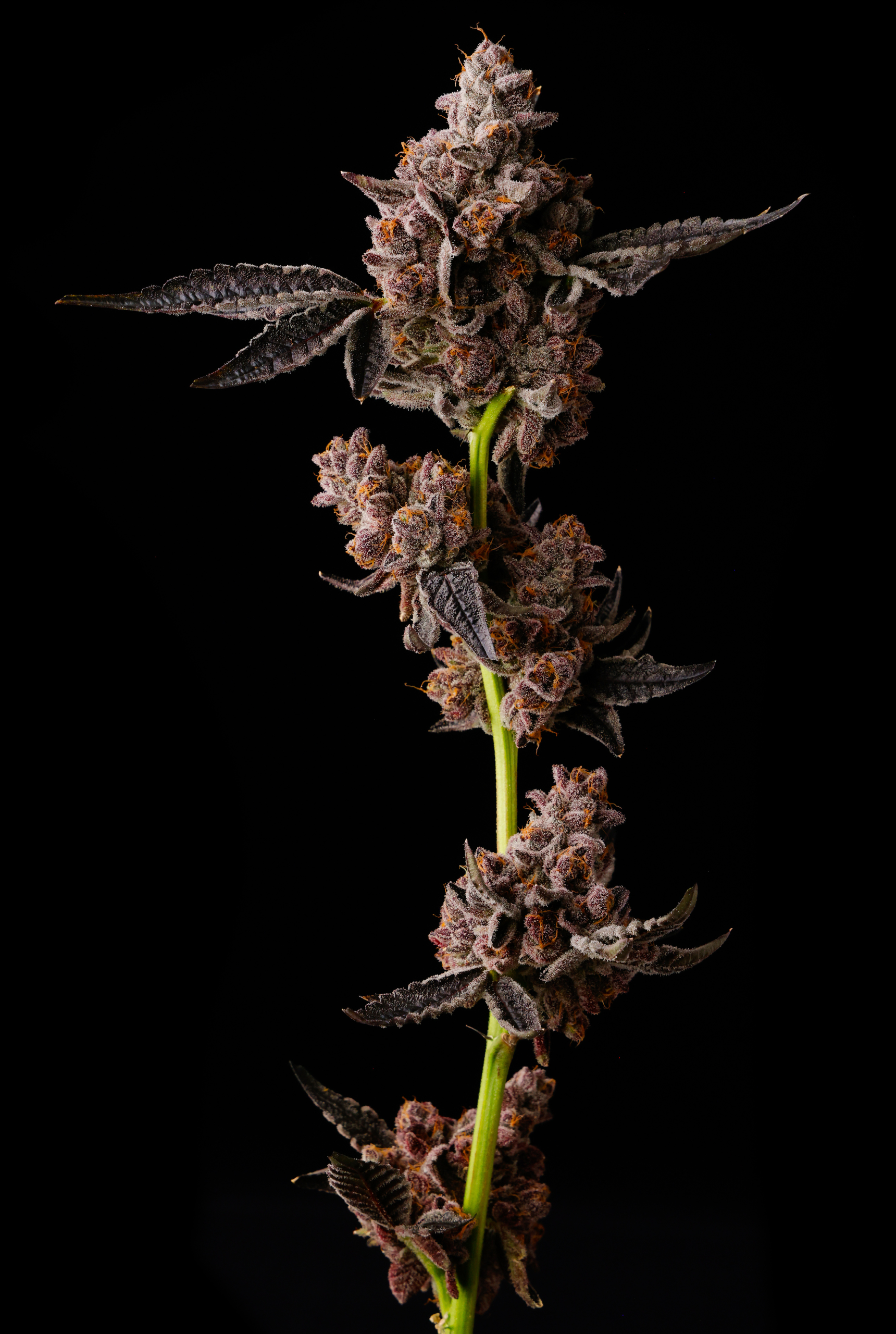Glu Pop from Seed Junky Genetics feminized Seeds (New Drop) - Image 3
