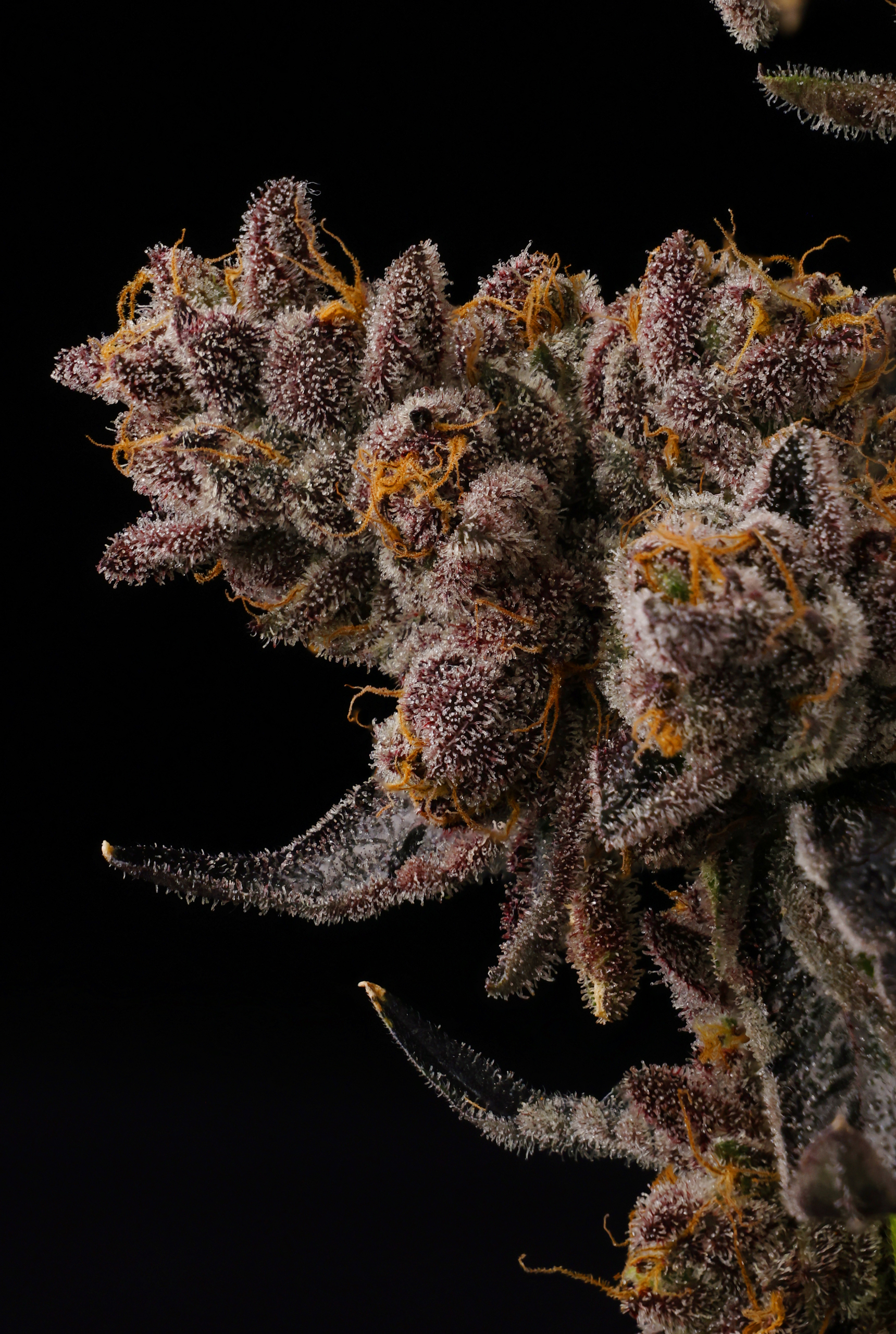Glu Pop from Seed Junky Genetics feminized Seeds (New Drop) - Image 6