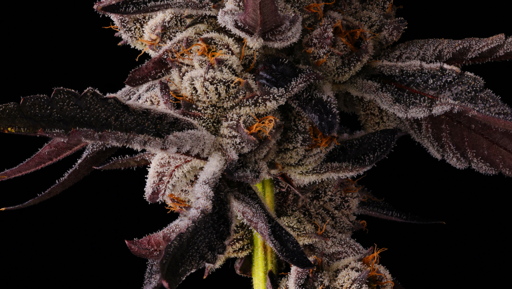 Seed Junky Genetics Seed Bank Europe