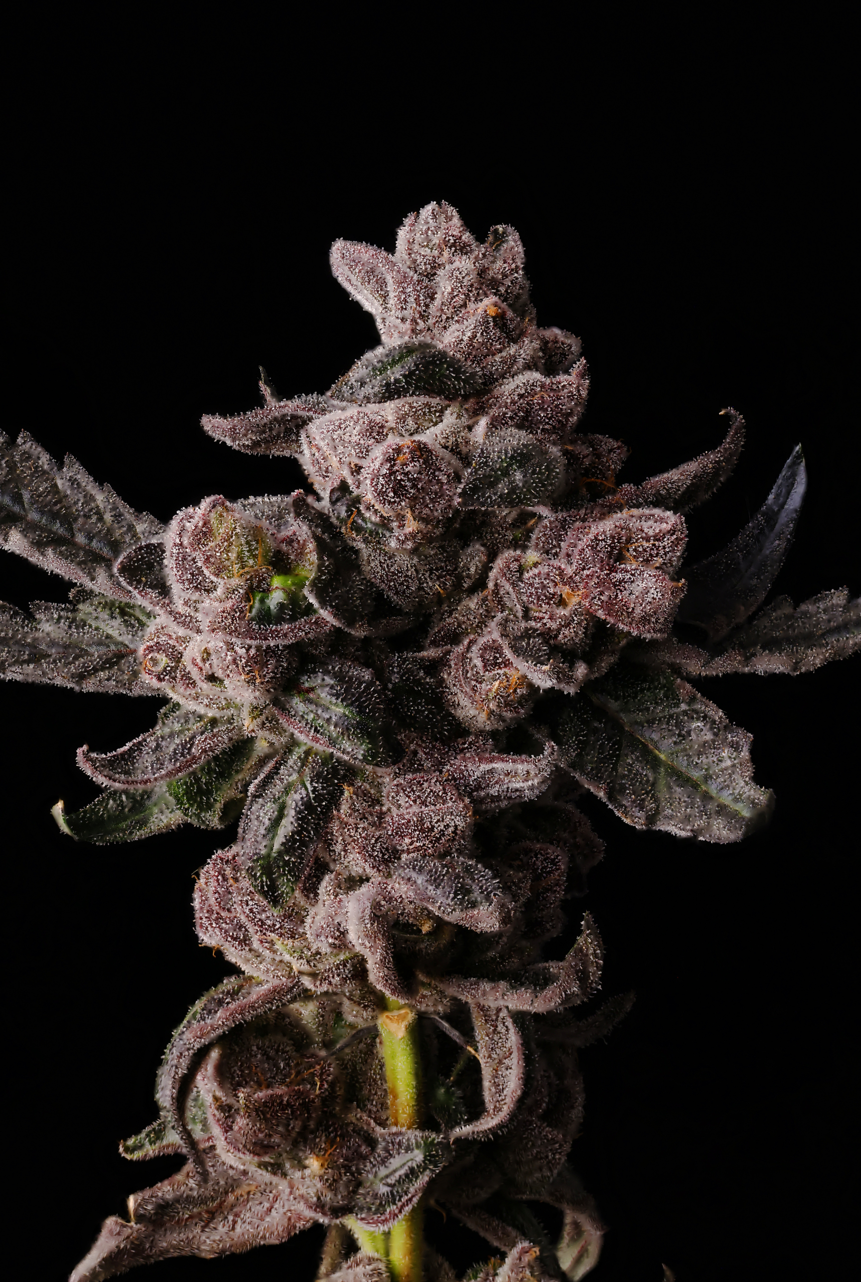 Jealousy x Kush Mint Bx1 Seed New Drop By Seed Junky Genetics