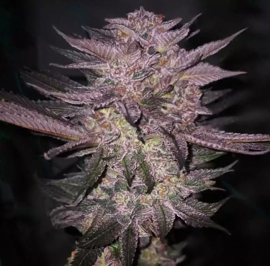 Atomic Fuego R1 from Ethos Genetics  Feminized Seeds
