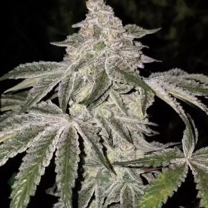 Atomic Leisure R1 from Ethos Genetics Feminized Seeds