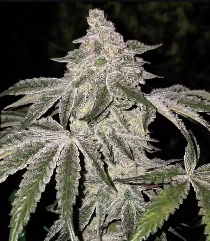 Atomic Leisure R1 from Ethos Genetics Feminized Seeds